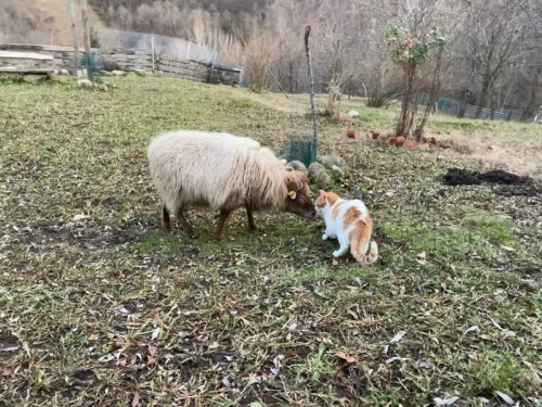 Pecora e gatto