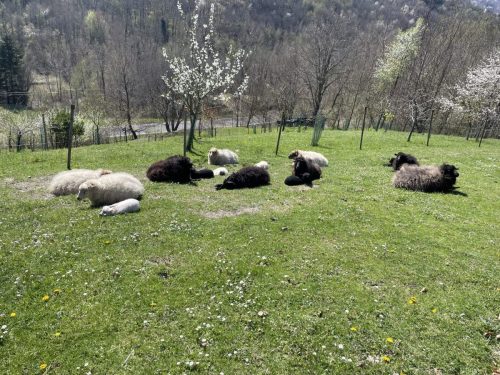 Pecore a riposo